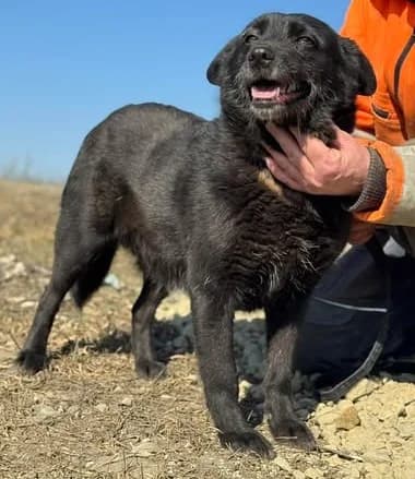 Nori – ausgedient und herzlos im Shelter entsorgt, female 3yo Mixed Breed for adoption at SOS-Strassentiere e.V., Berlin-Köpenick