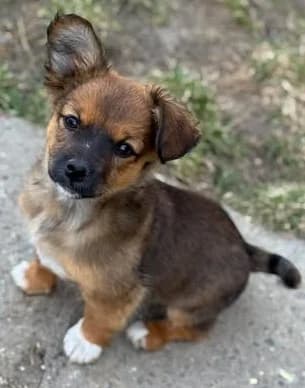 Maks (Макс), male Mixed Breed for adoption at Shepa Kavadartsi