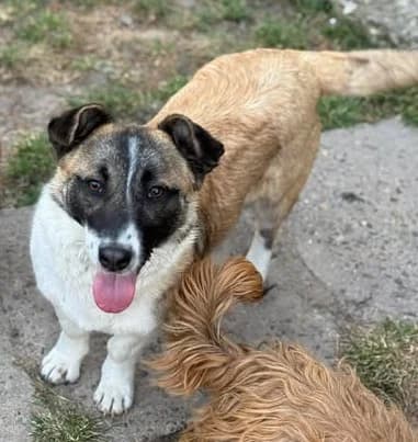 Udomi me,  young Mixed Breed for adoption at Sklonište za napuštene kućne ljubimce