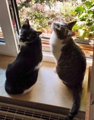 Ellen & Zora – zwei verschmuste Katzenmädchen suchen gemeinsames Zuhause, schwarz  young Mixed Breed for adoption at SOS-Strassentiere e.V., Berlin-Köpenick