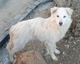 Verspielter Sonnenschein Snowy, male young Mixed Breed for adoption at SOS-Strassentiere e.V., Berlin-Köpenick
