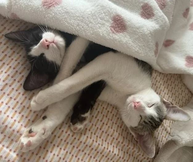 Schmusekätzchen Bella & Luna – zwei beste Freundinnen, grau female puppy Mixed Breed for adoption at SOS-Strassentiere e.V., Berlin-Köpenick