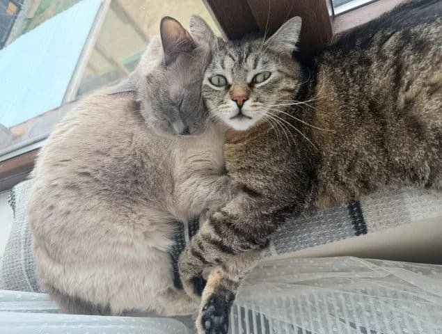 Masha & Momo – ein entzückendes Geschwisterpaar, getigert female young Mixed Breed for adoption at SOS-Strassentiere e.V., Berlin-Köpenick