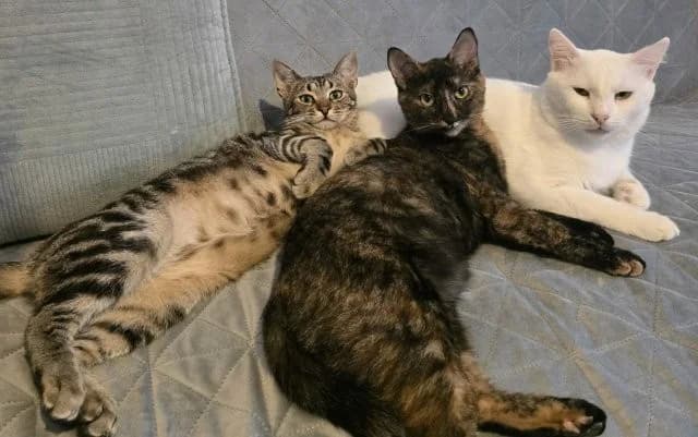 Leyla & Lore – zwei Schmusekätzchen suchen ein Zuhause, getigert female young Mixed Breed for adoption at SOS-Strassentiere e.V., Berlin-Köpenick