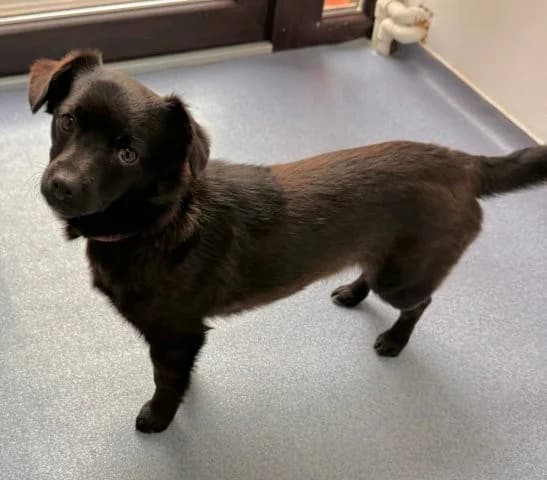 Udomi me, female Mixed Breed for adoption at Sklonište za napuštene kućne ljubimce