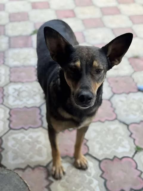 Lebensfrohe Vica sucht fröhliche Familie, female 4yo Mixed Breed for adoption at SOS-Strassentiere e.V., Berlin-Köpenick