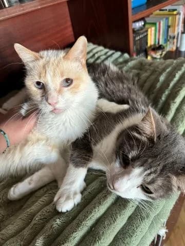 Tezy & Blue – ein liebenswertes Schmusekatzenpärchen, grau female 7yo Mixed Breed for adoption at SOS-Strassentiere e.V., Berlin-Köpenick