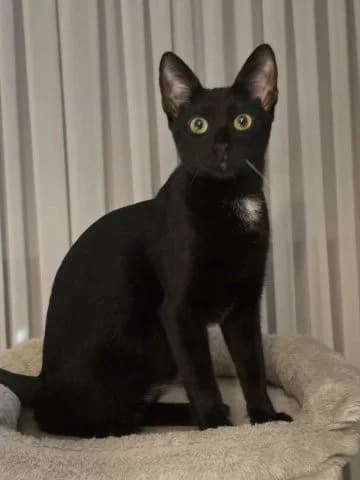 Romeo – verspielter Schmusekater sucht Spiel- und Schmusepartner, male Mixed Breed for adoption at SOS-Strassentiere e.V.