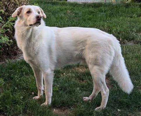 Udomi me, young Mixed Breed for adoption at Sklonište za napuštene kućne ljubimce