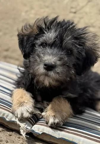 Little Jonny – flauschiges sucht Zuhause, male puppy Mixed Breed for adoption at SOS-Strassentiere e.V., Berlin-Köpenick