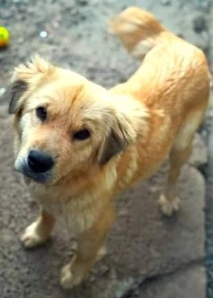 Liebenswerte ruhige Mabel sucht entspanntes Zuhause, female Mixed Breed for adoption at SOS-Strassentiere e.V.