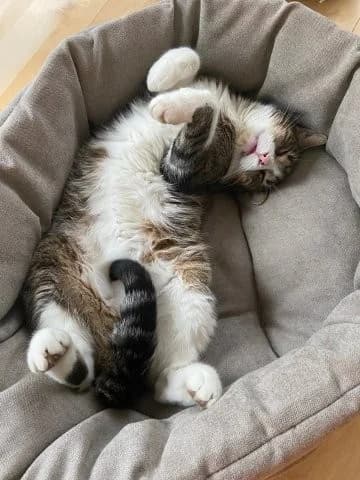 Sensible Kuschelkatze Suzy sucht liebevolles Zuhause, female 7yo Mixed Breed for adoption at SOS-Strassentiere e.V., Berlin-Köpenick