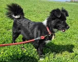 Kleine, sehr liebe Emelie sucht das große Glück, female 4yo Mixed Breed for adoption at SOS-Strassentiere e.V., Berlin-Köpenick