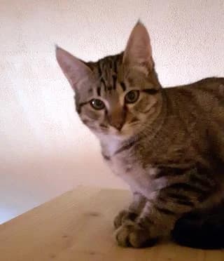Ulma, female senior Mixed Breed for adoption at Spanische Tiere e.V.