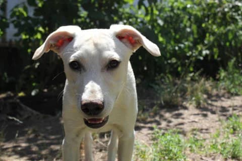 Steven, male young Mixed Breed for adoption at Spanische Tiere e.V.