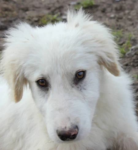 Gerard,  young Mixed Breed for adoption at Spanische Tiere e.V.