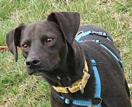 Poldo, male young Mixed Breed for adoption at Spanische Tiere e.V.