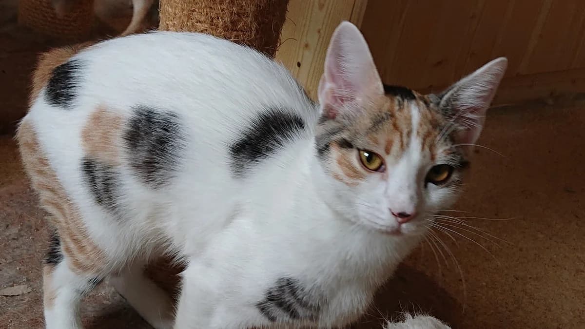Pünktchen aus Griechenland, female young Mixed Breed for adoption at Spanische Tiere e.V.