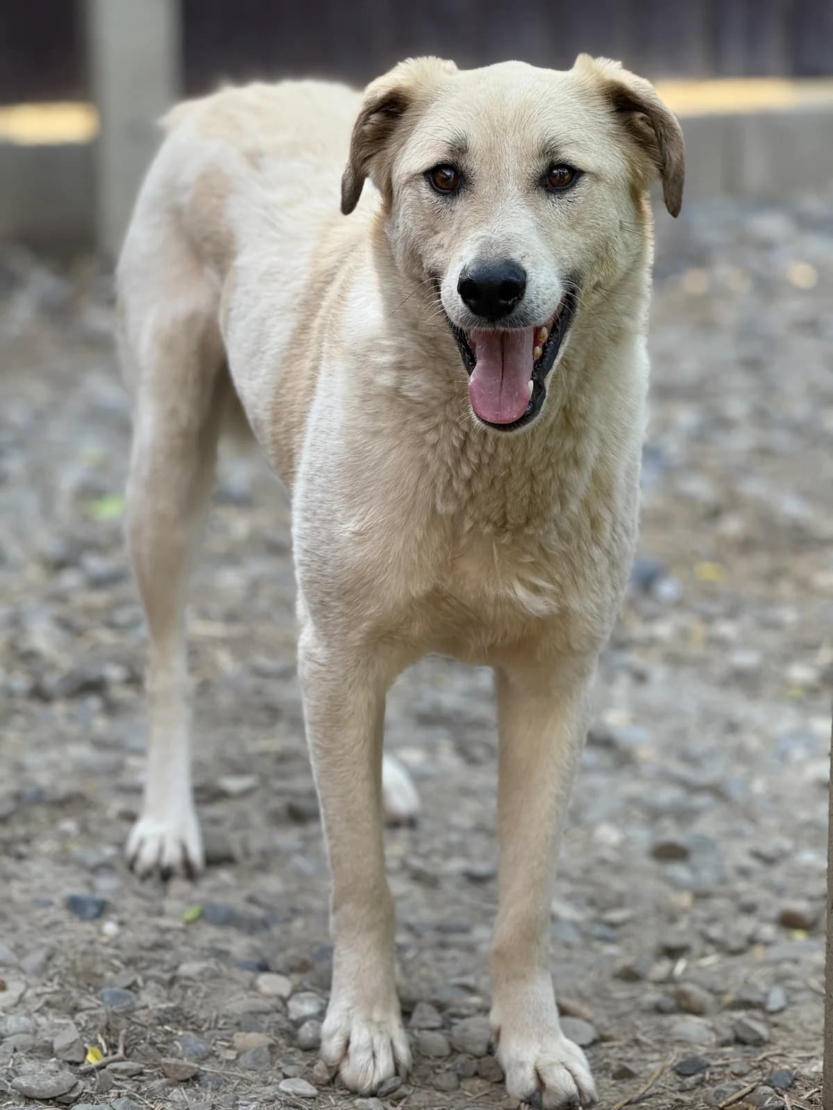 Ador, male 4yo Mixed Breed for adoption at Tierschutzverein SpecialDogs e.V.