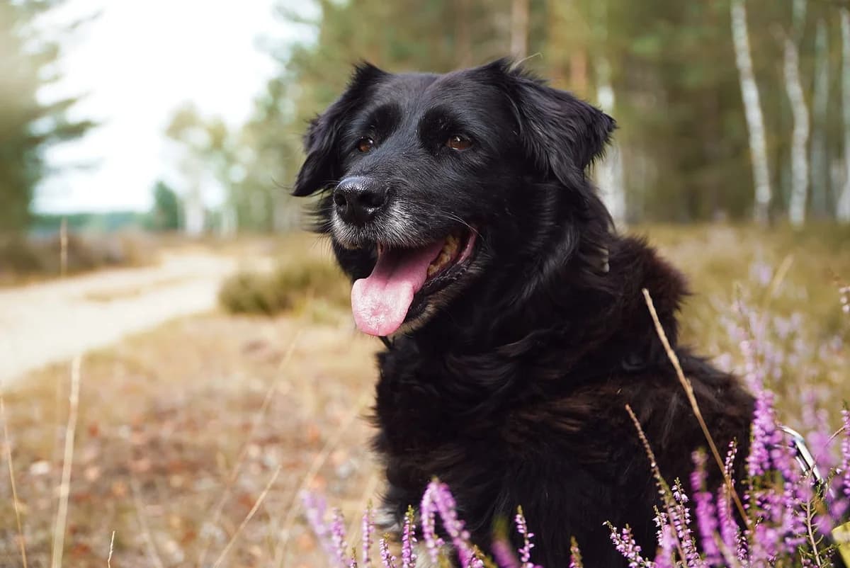 Belle, female senior Mixed Breed for adoption at Tierschutzverein SpecialDogs e.V.