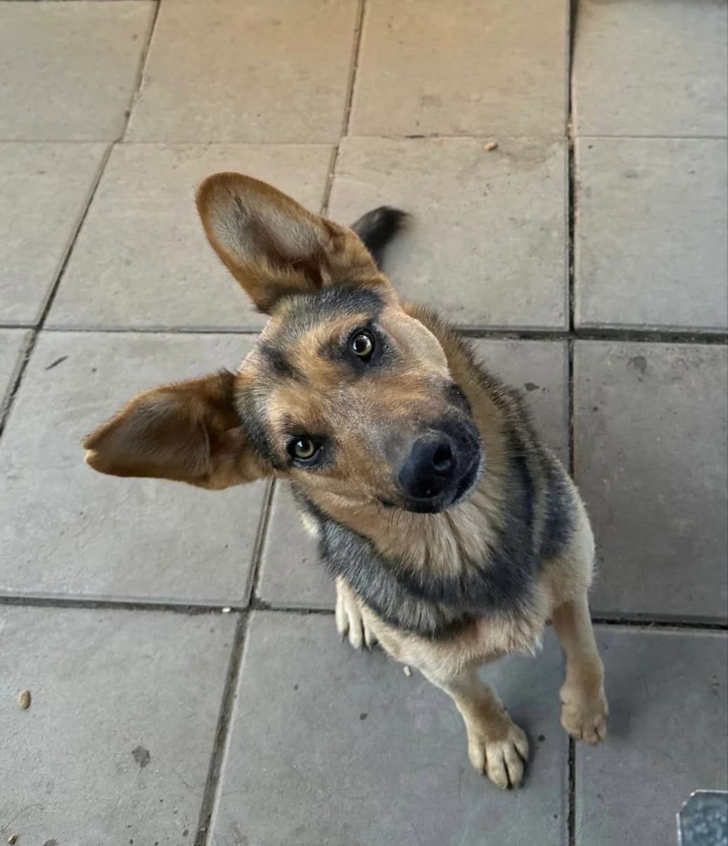 Dado, male 3yo Mixed Breed for adoption at Tierschutzverein SpecialDogs e.V.
