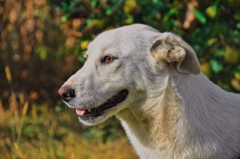 Dileila, female 5yo Mixed Breed for adoption at Tierschutzverein SpecialDogs e.V.