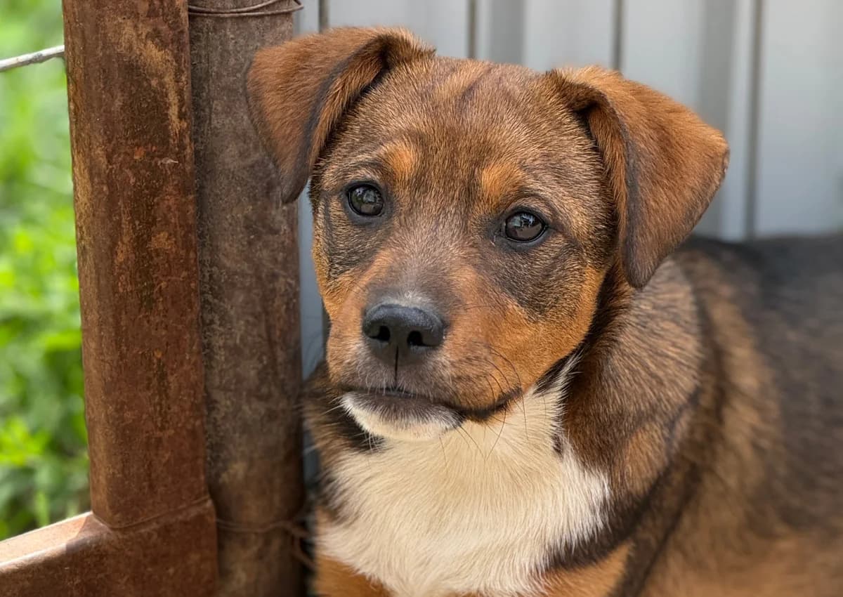 Drops, male puppy Mixed Breed for adoption at Tierschutzverein SpecialDogs e.V.
