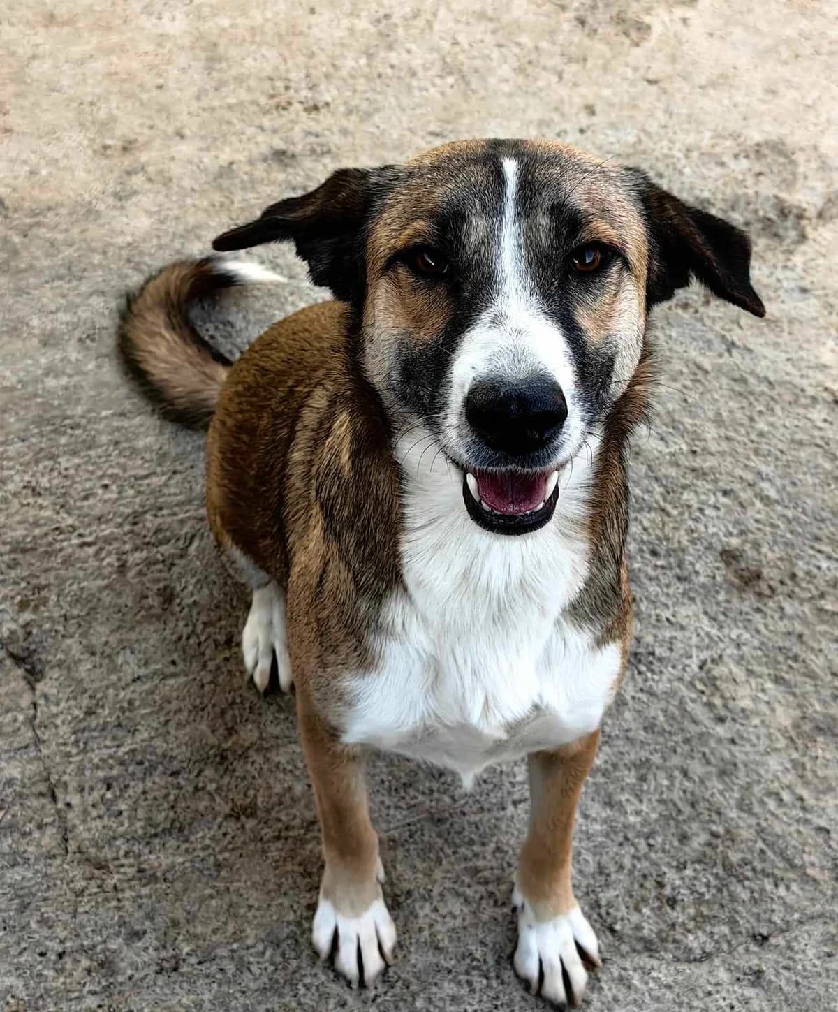 Elanor, female 5yo Mixed Breed for adoption at Tierschutzverein SpecialDogs e.V.
