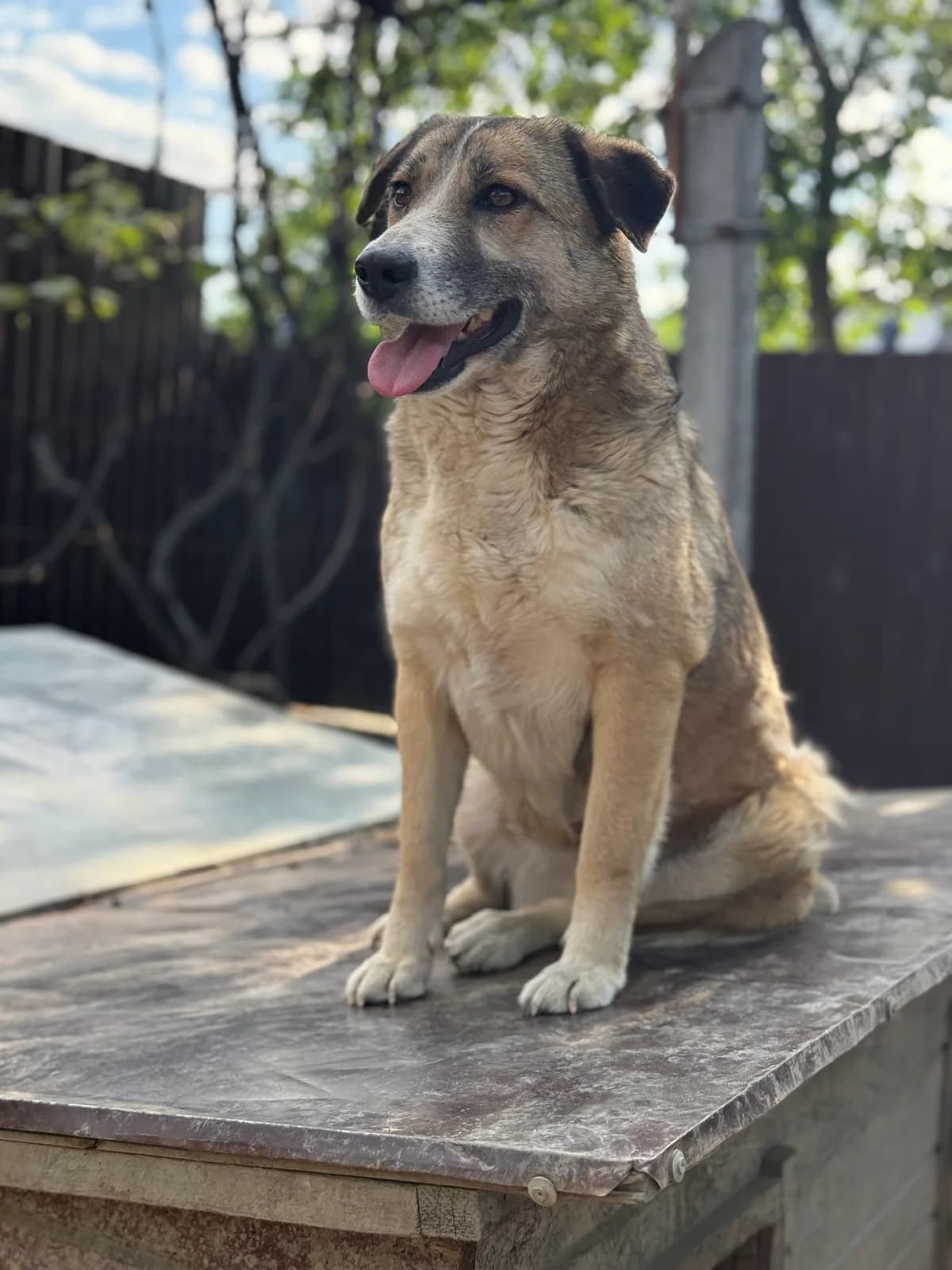 Elanor, female 5yo Mixed Breed for adoption at Tierschutzverein SpecialDogs e.V.