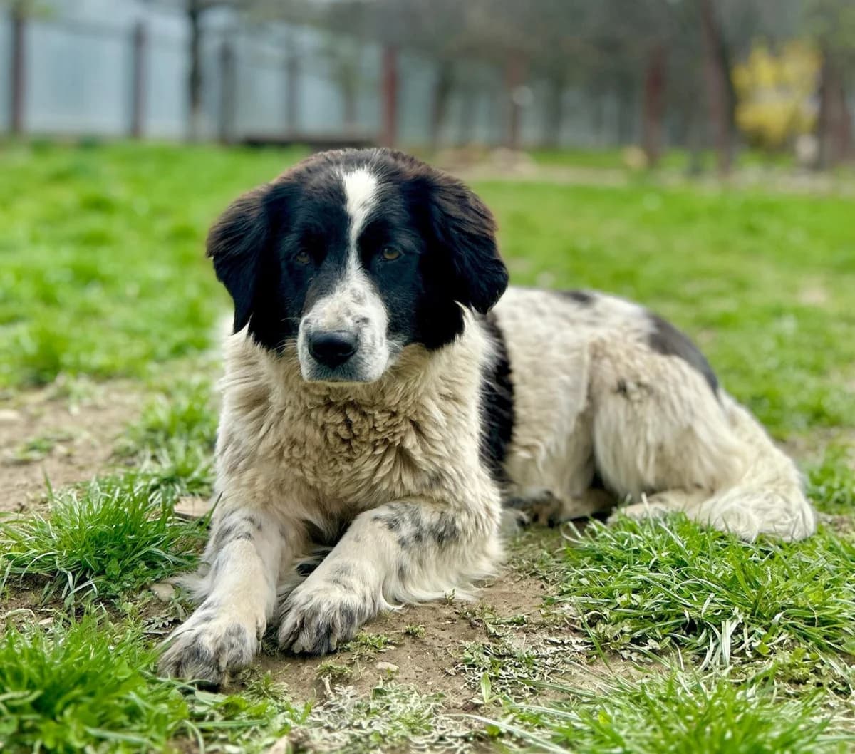 Elara, female 3yo Mixed Breed for adoption at Tierschutzverein SpecialDogs e.V.