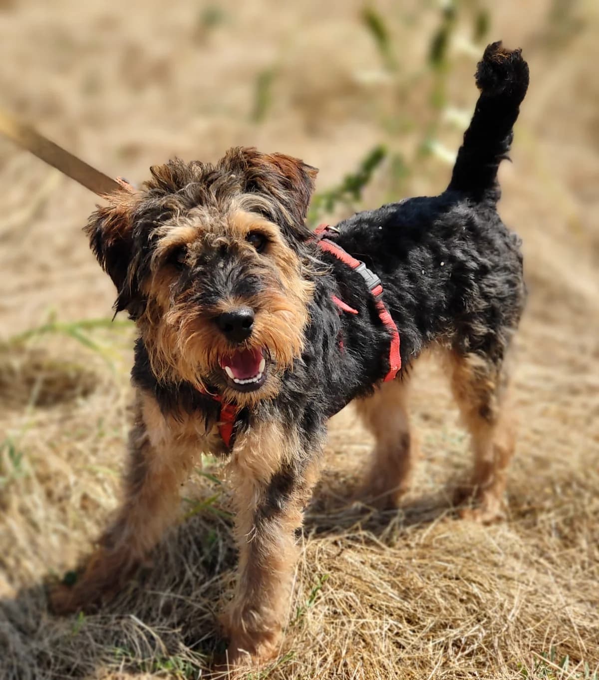 Enno, male young Mixed Breed for adoption at Tierschutzverein SpecialDogs e.V.