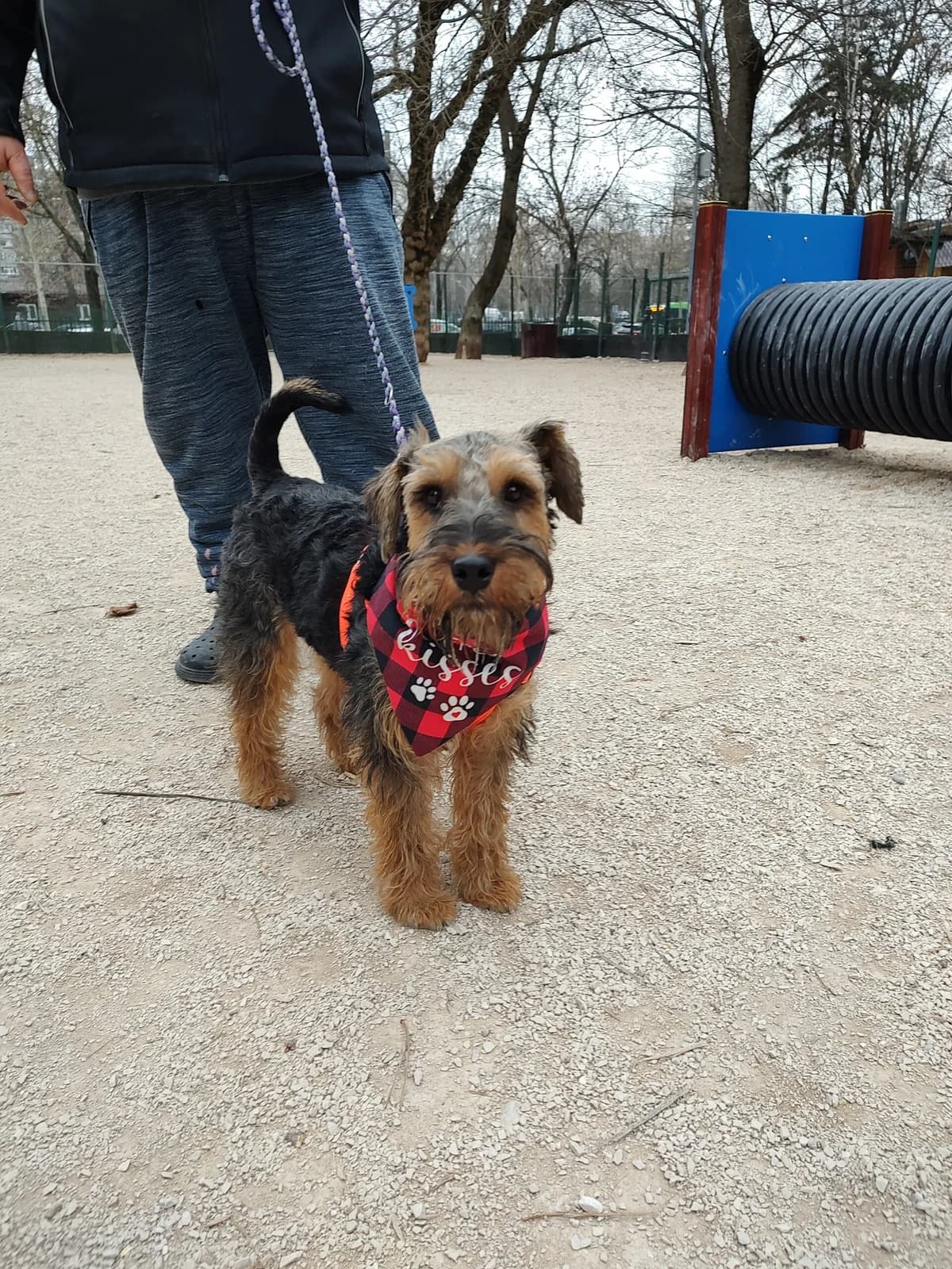 Enno, male young Mixed Breed for adoption at Tierschutzverein SpecialDogs e.V.