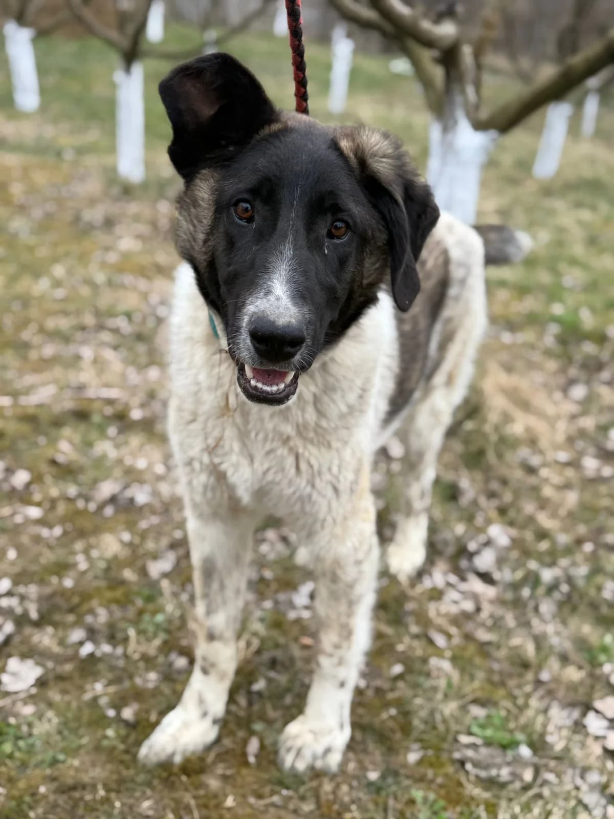 Ernesta, female puppy Mixed Breed for adoption at Tierschutzverein SpecialDogs e.V.