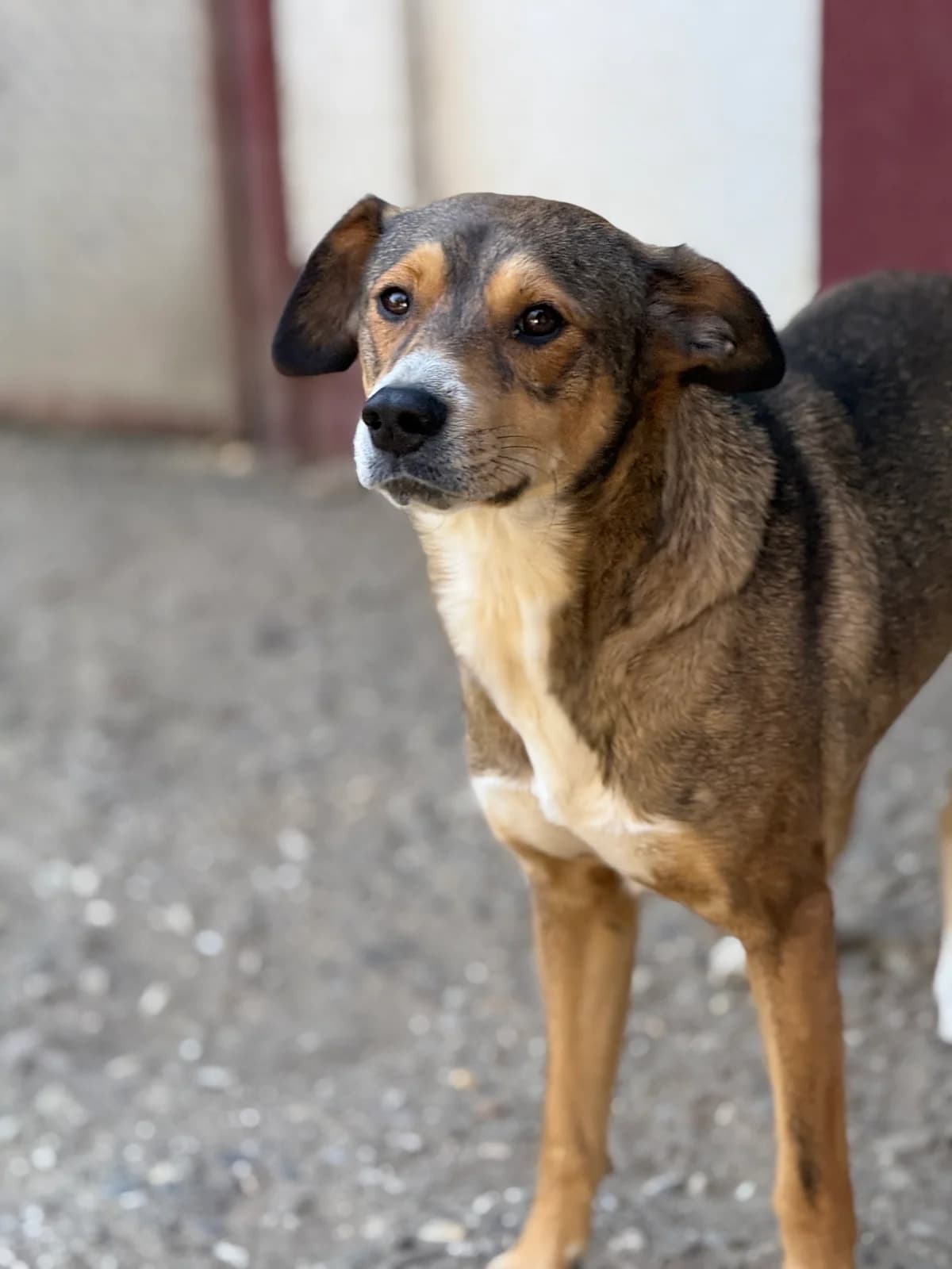 Gilu, male 4yo Mixed Breed for adoption at Tierschutzverein SpecialDogs e.V.
