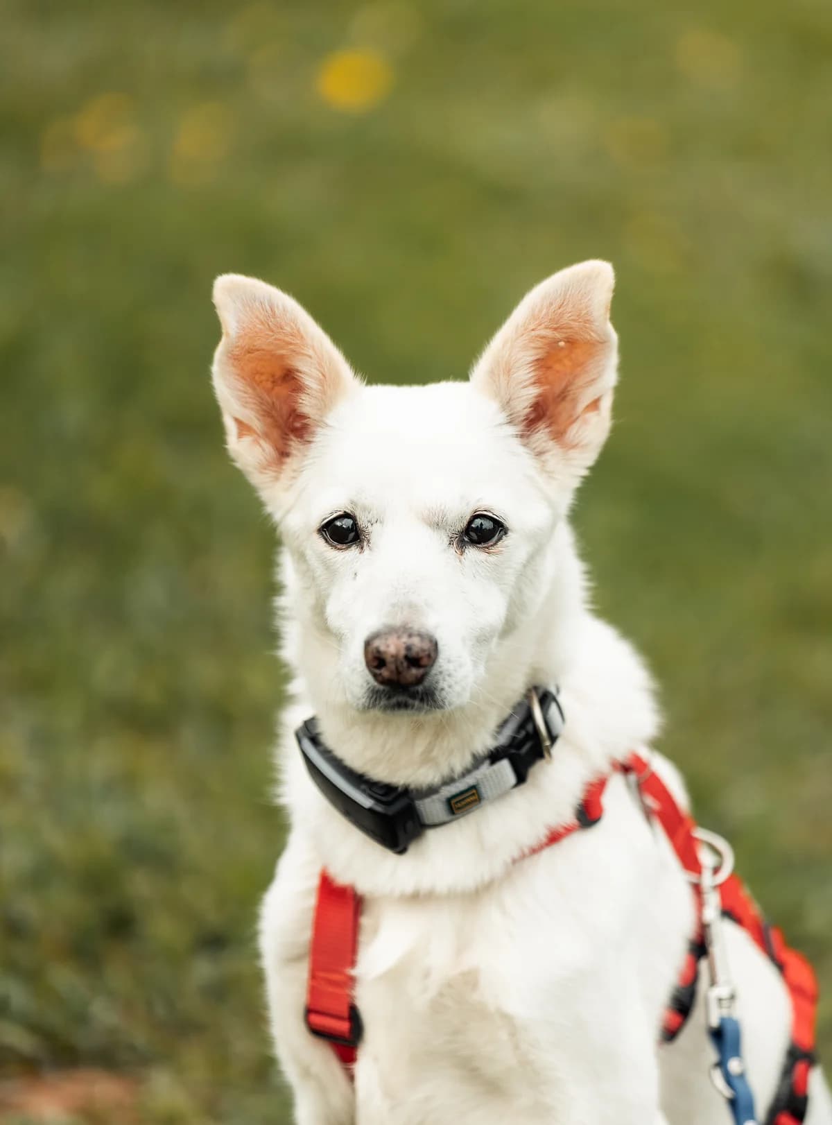 Hope, female senior Mixed Breed for adoption at Tierschutzverein SpecialDogs e.V.