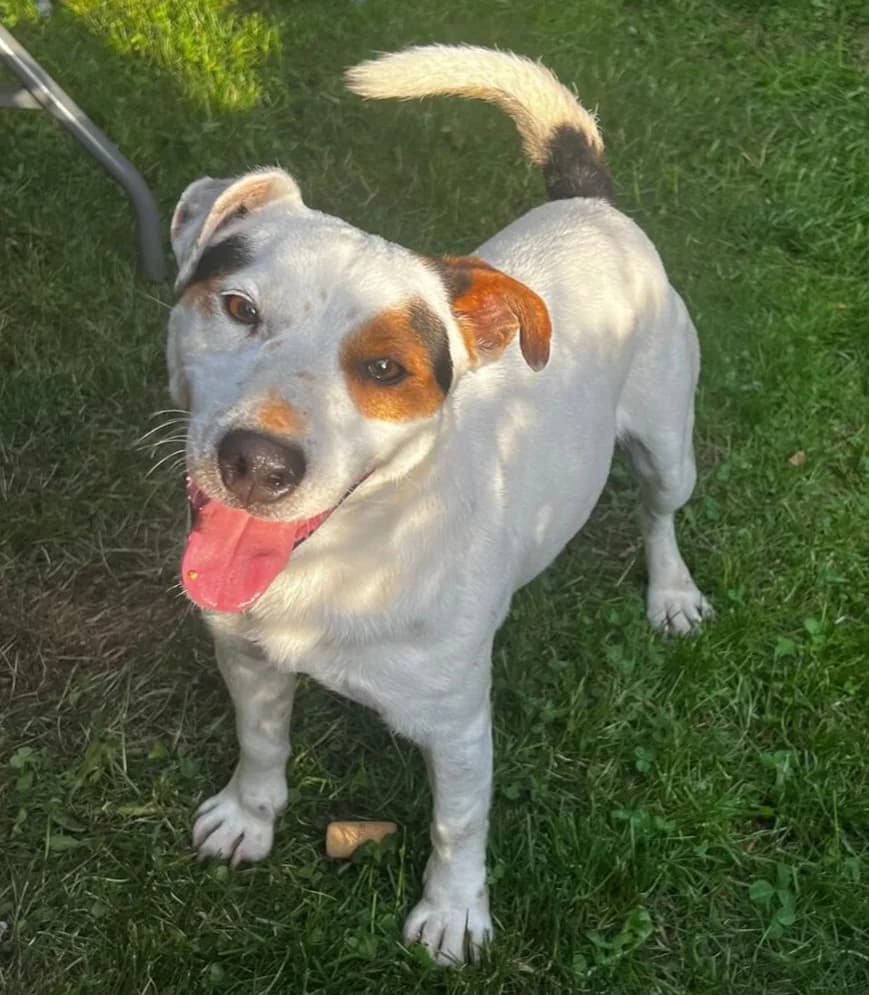 Idefix, male 4yo Mixed Breed for adoption at Tierschutzverein SpecialDogs e.V.