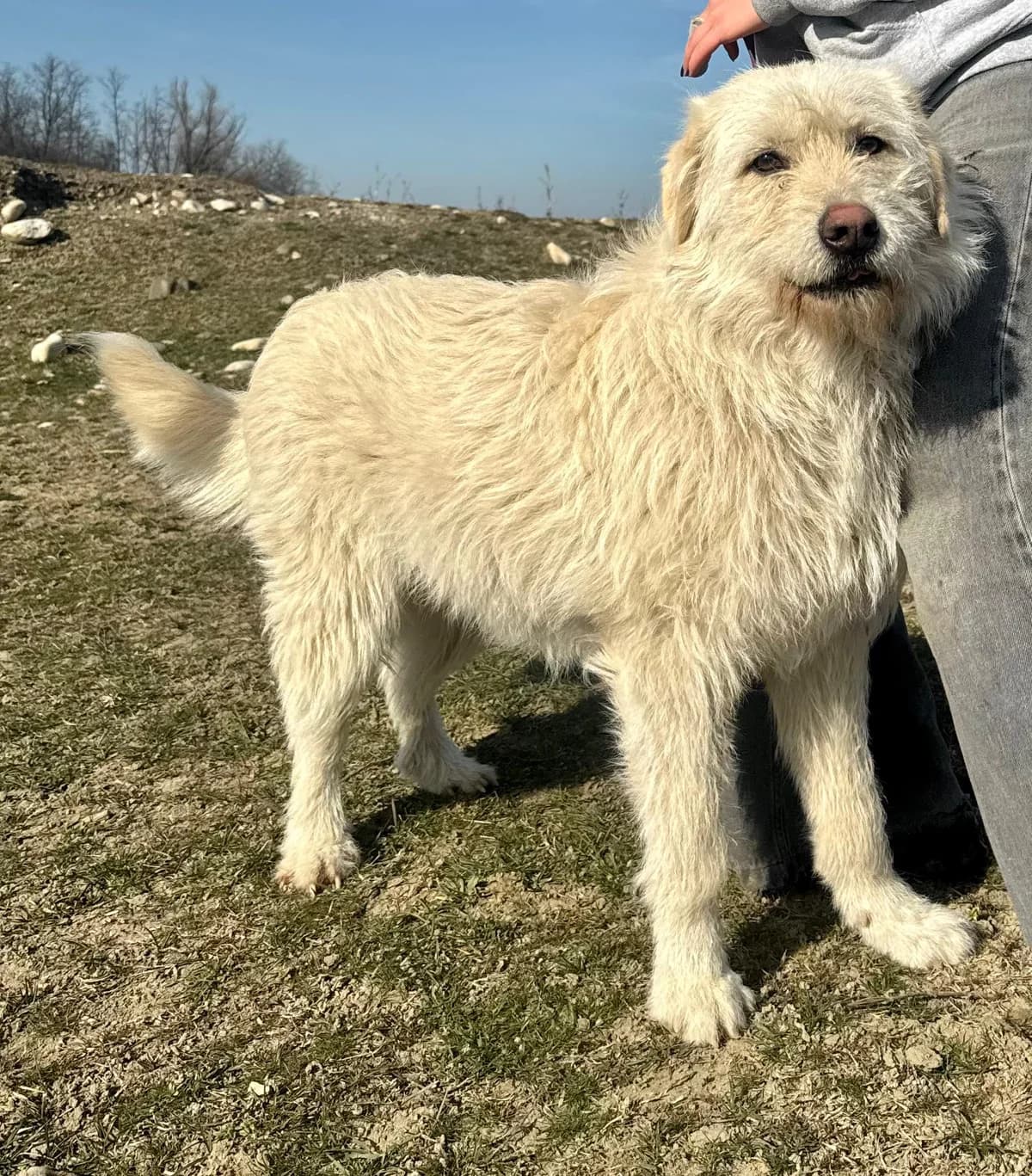 Juria, female young Mixed Breed for adoption at Tierschutzverein SpecialDogs e.V.