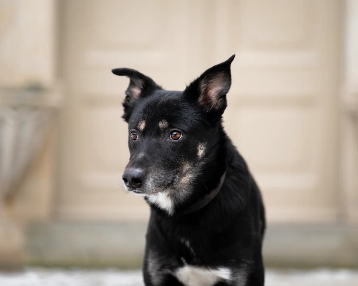Knödel, male 6yo Mixed Breed for adoption at Tierschutzverein SpecialDogs e.V.