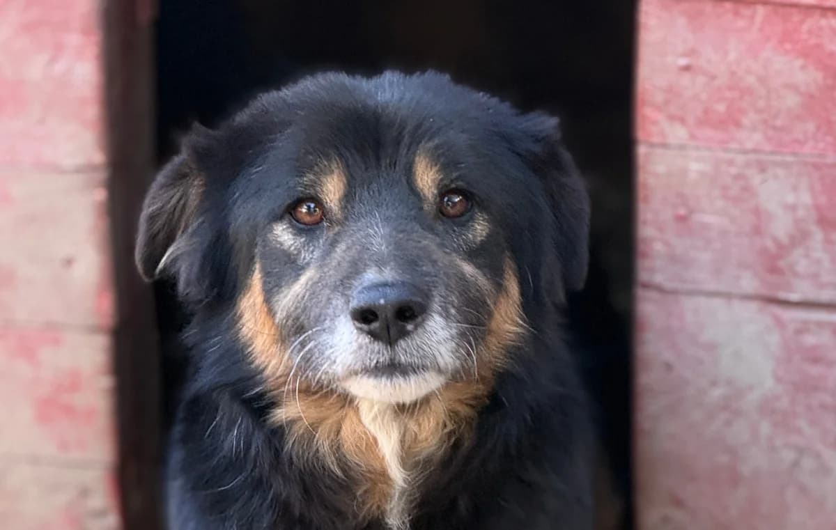 Knut, male 3yo Mixed Breed for adoption at Tierschutzverein SpecialDogs e.V.