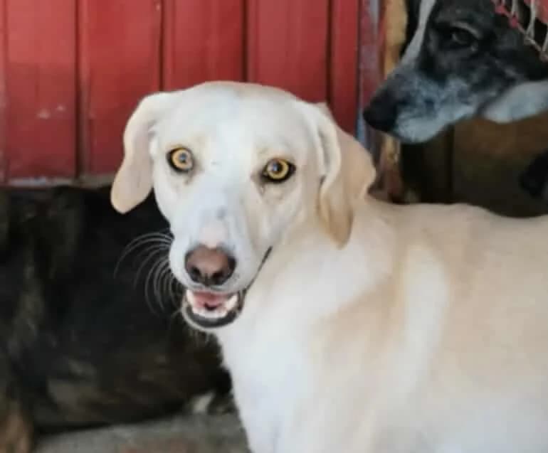 Linda, female 5yo Mixed Breed for adoption at Tierschutzverein SpecialDogs e.V.