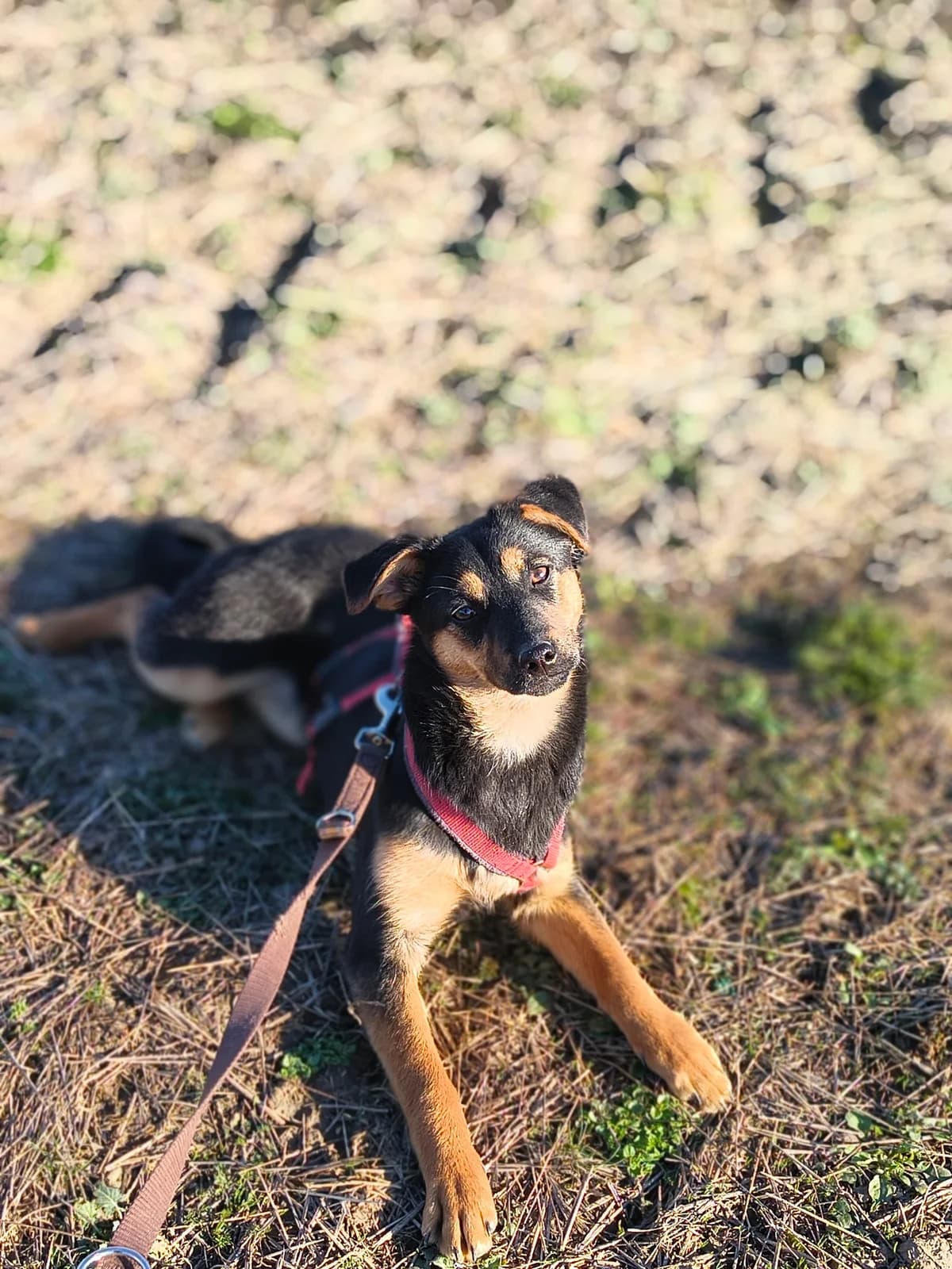 Lua, Mixed Breed (Tierschutzverein SpecialDogs e.V.)