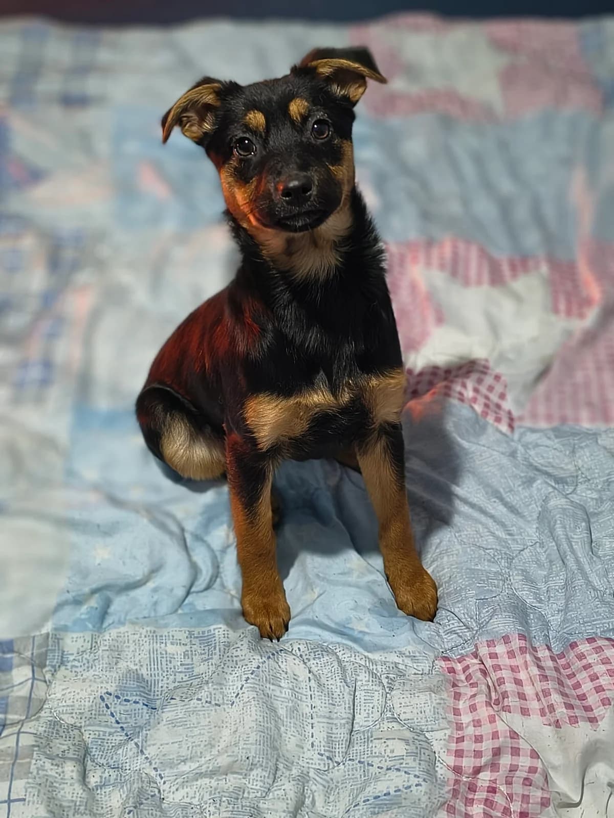 Lua, female puppy Mixed Breed for adoption at Tierschutzverein SpecialDogs e.V.
