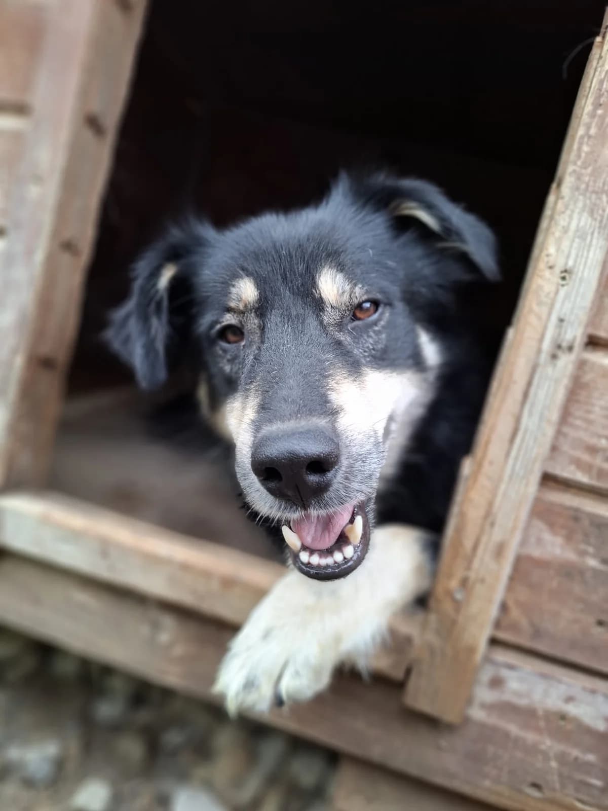 Ludwig, male 4yo Mixed Breed for adoption at Tierschutzverein SpecialDogs e.V.