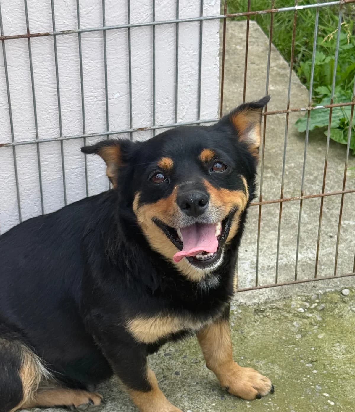 Lule, Mixed Breed (Tierschutzverein SpecialDogs e.V.)