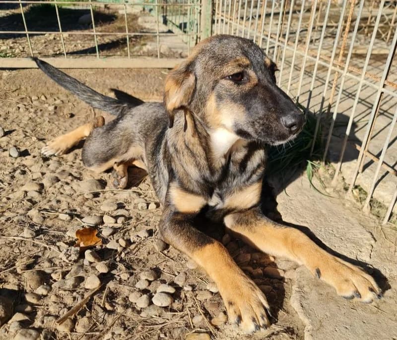 Luna, female puppy Mixed Breed for adoption at Tierschutzverein SpecialDogs e.V.