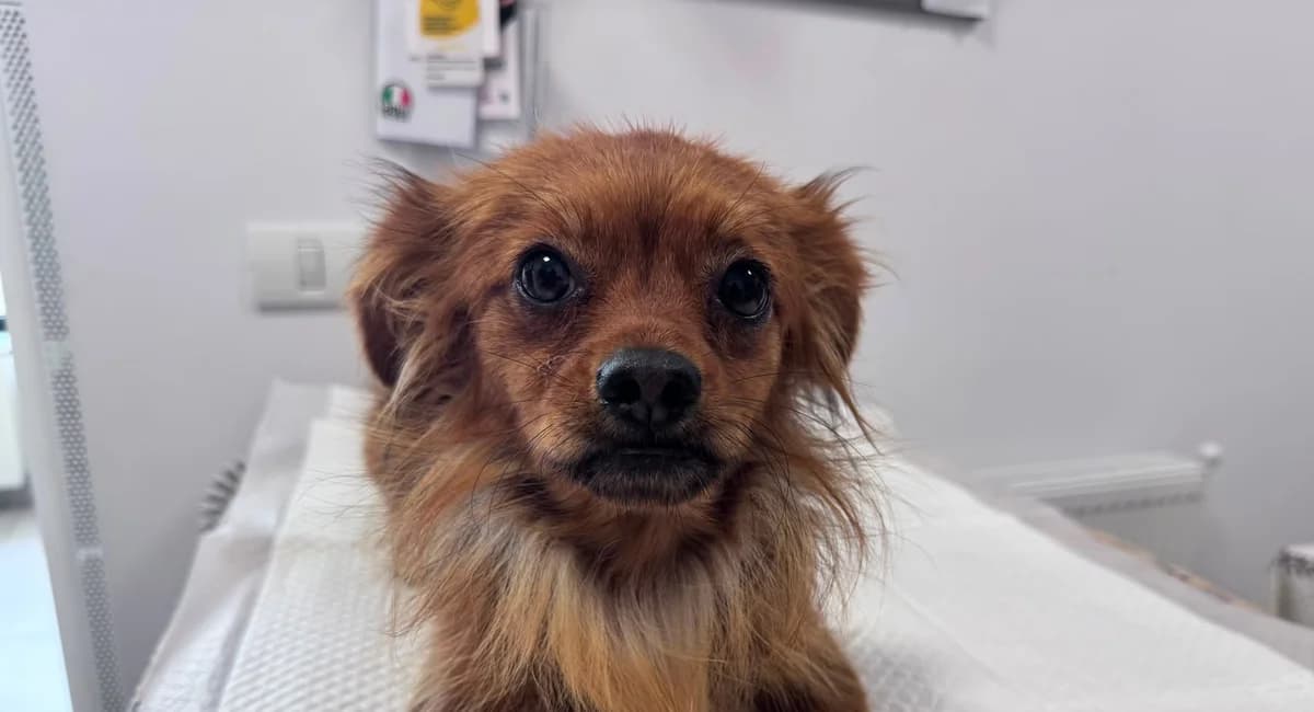 Malia, female puppy Mixed Breed for adoption at Tierschutzverein SpecialDogs e.V.