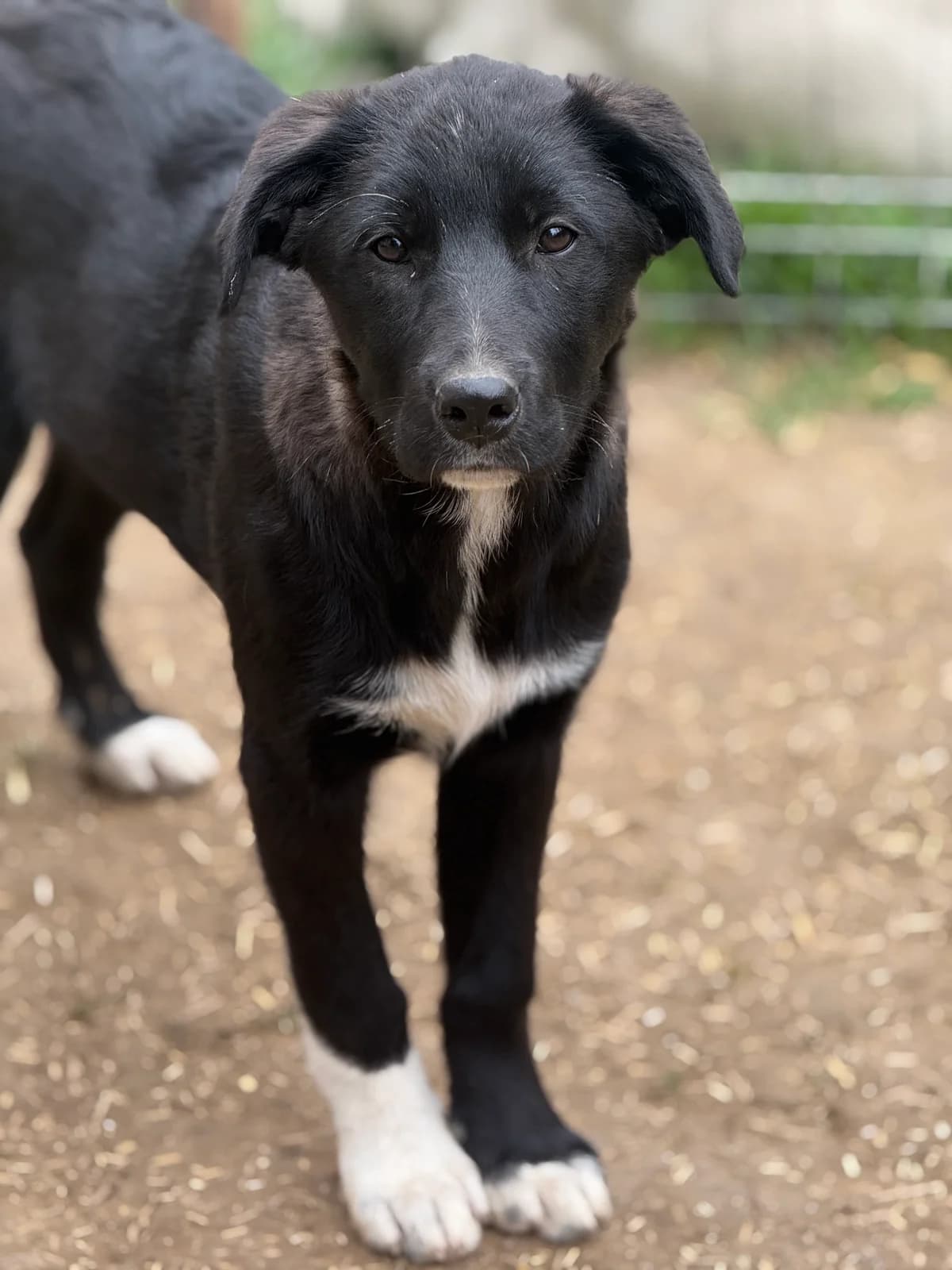 Mella, female puppy Mixed Breed for adoption at Tierschutzverein SpecialDogs e.V.