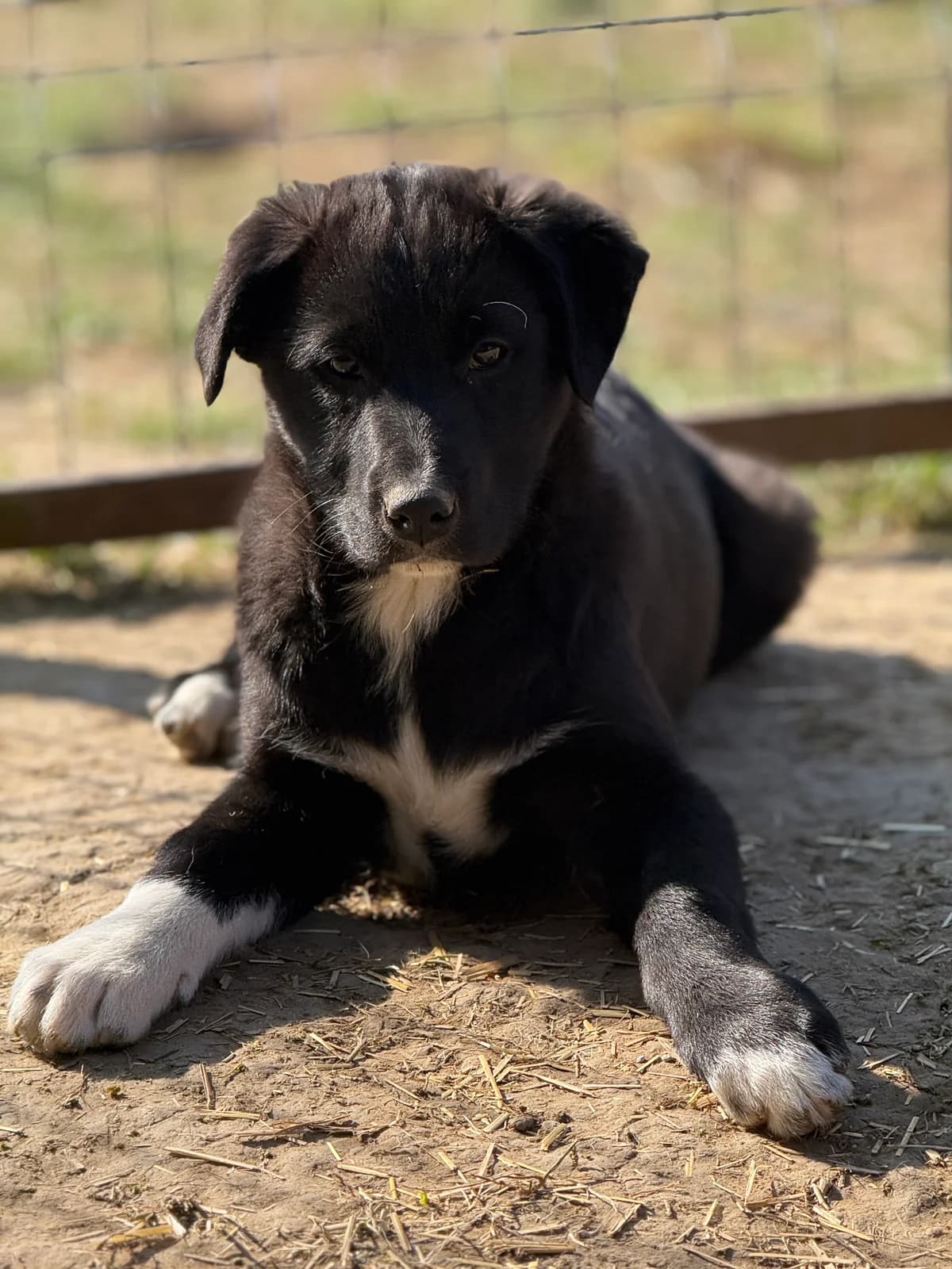 Mella, female puppy Mixed Breed for adoption at Tierschutzverein SpecialDogs e.V.
