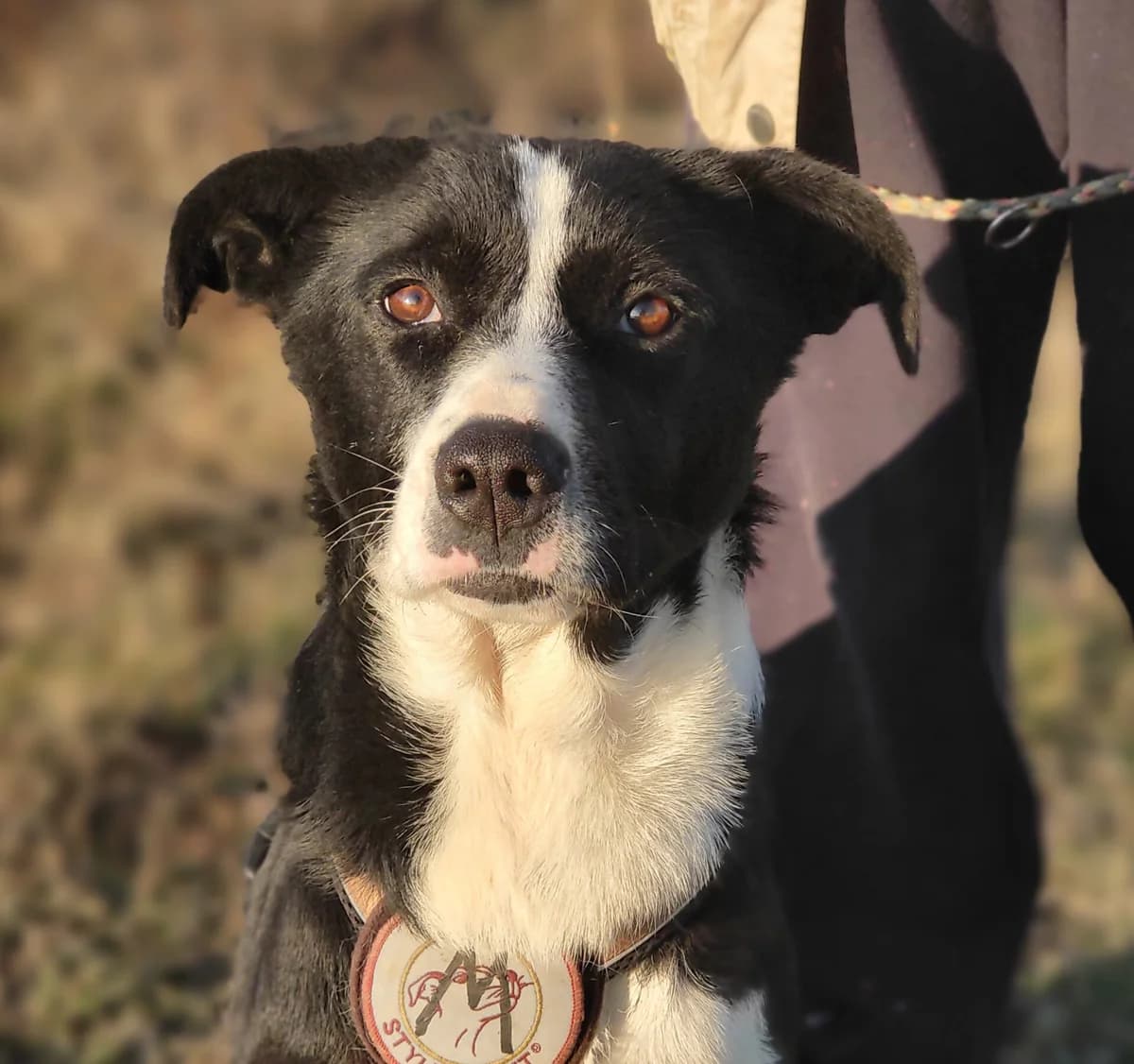 Merkura, female 3yo Mixed Breed for adoption at Tierschutzverein SpecialDogs e.V.