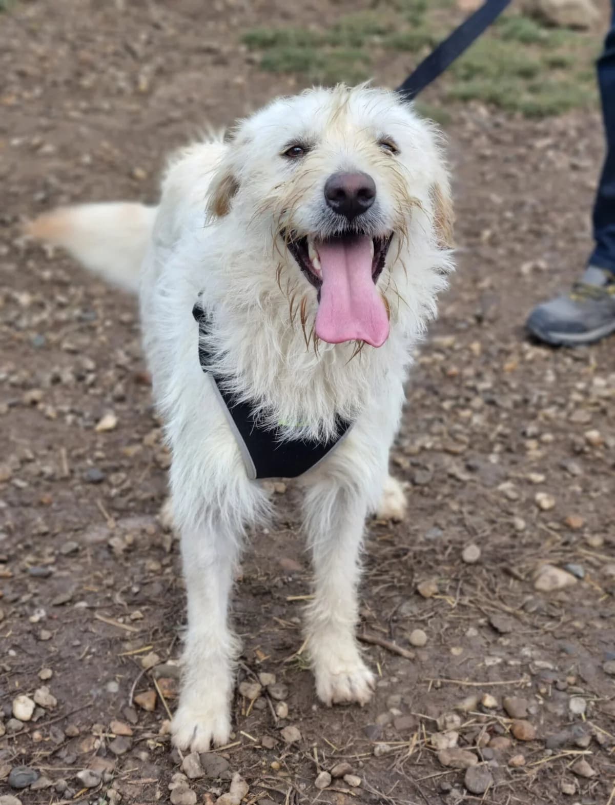 Merle, merle female 5yo Mixed Breed for adoption at Tierschutzverein SpecialDogs e.V.